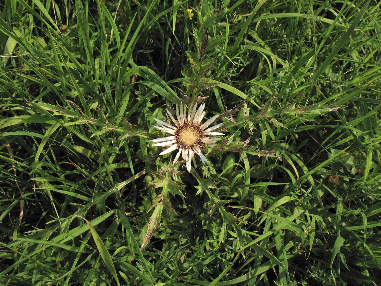 Image of Carlina cirsioides specimen.