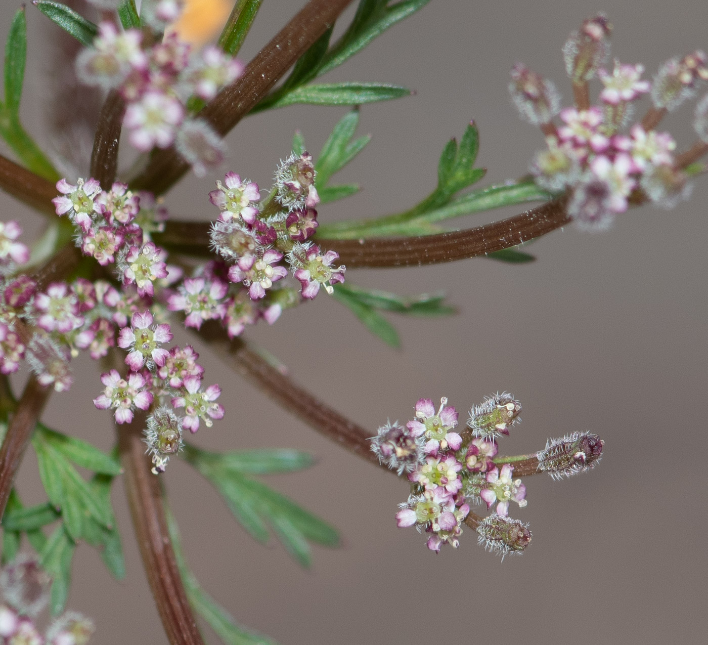 Image of Daucus montanus specimen.