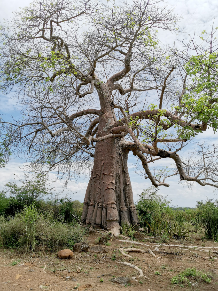 Image of Adansonia digitata specimen.