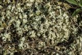 род Cladonia