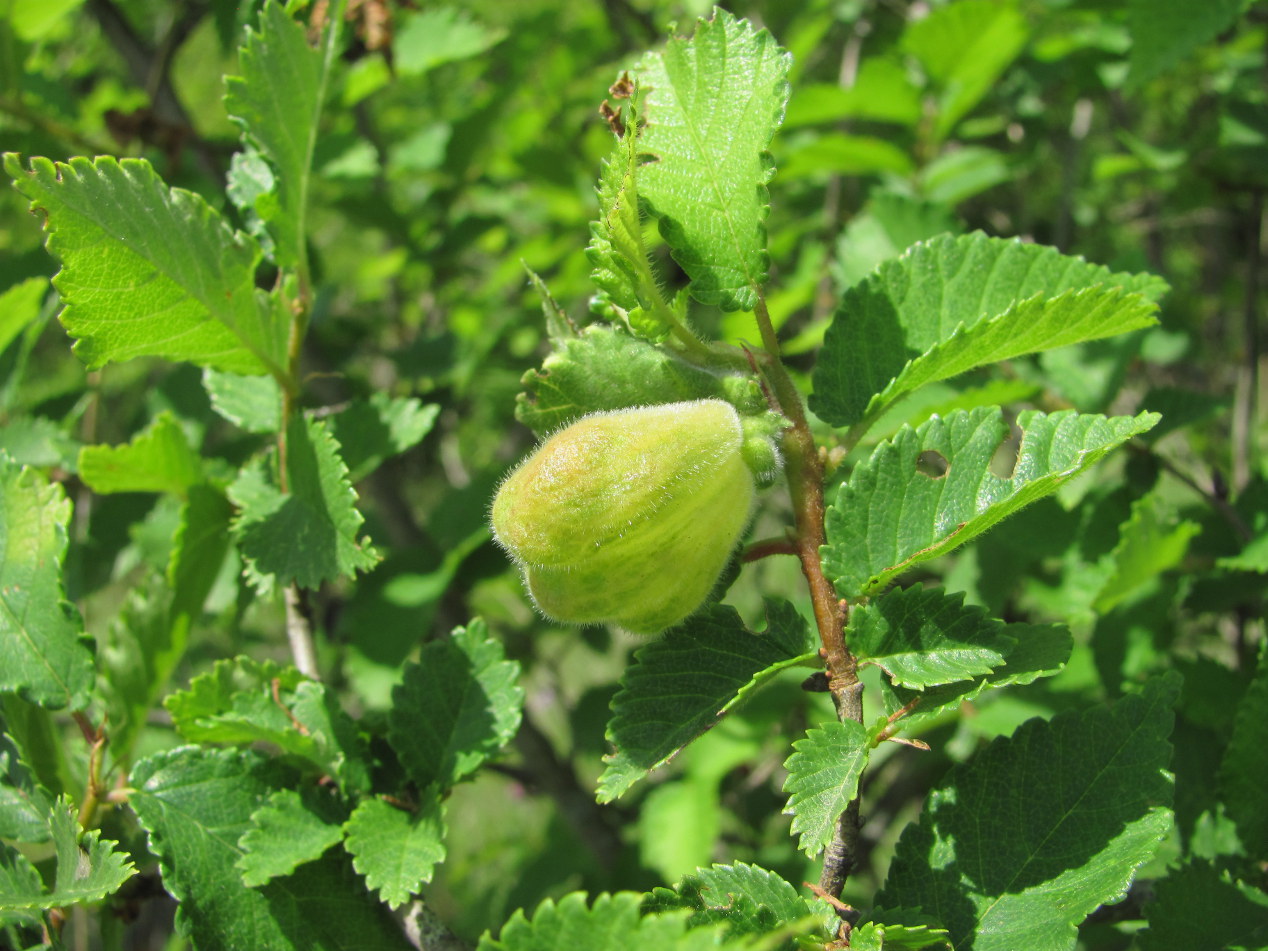 Image of Ulmus minor specimen.