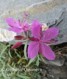 Chamaenerion colchicum