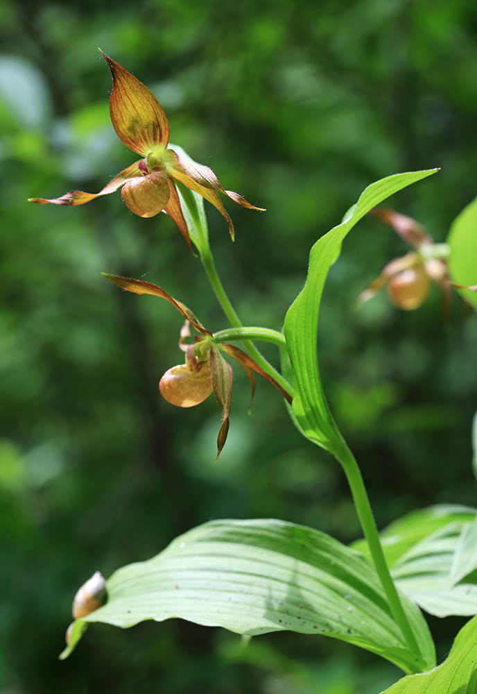 Image of Cypripedium shanxiense specimen.