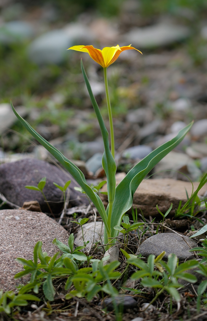 Image of Tulipa ferganica specimen.