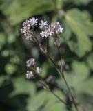 Gypsophila altissima. Соцветие. Пермский край, Кунгурский р-н, окр. с. Плехановское, окр. ур. Спасская гора, разнотравный луг на крутом склоне. 05.06.2021.