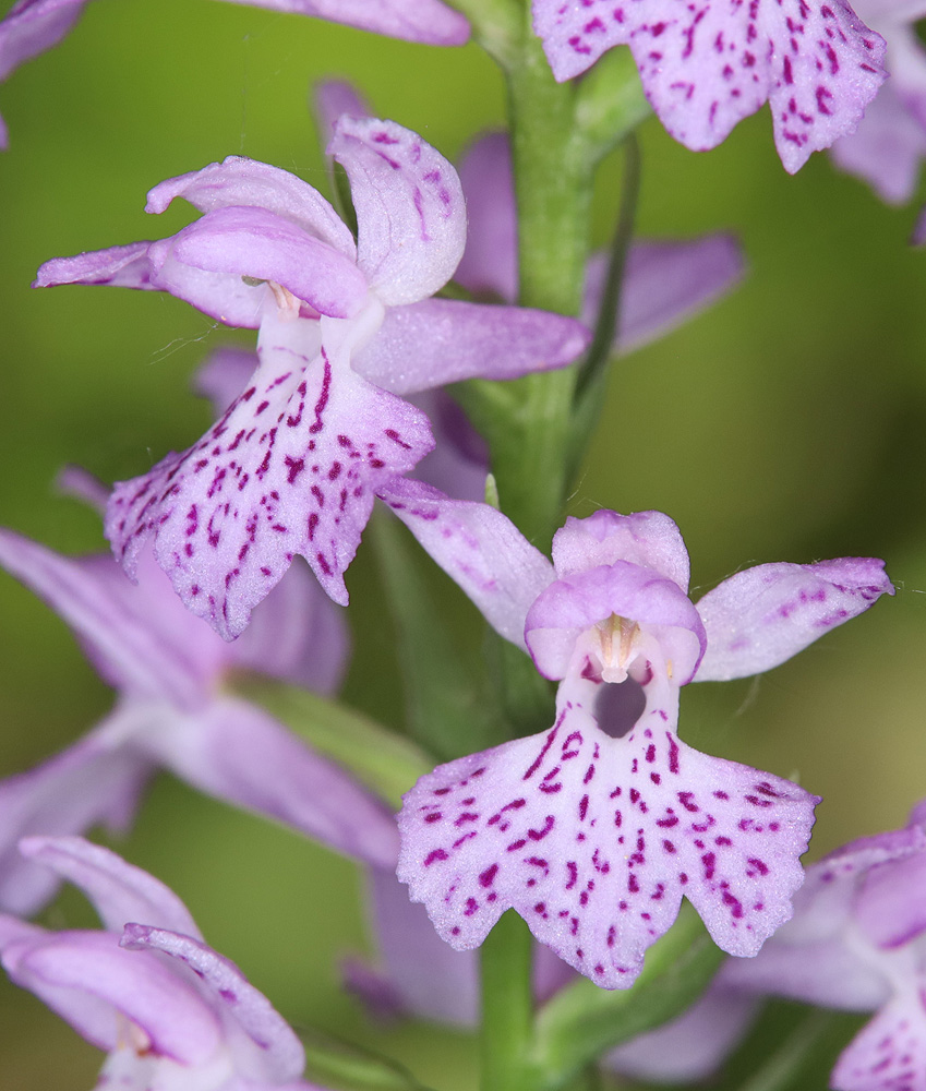 Изображение особи Dactylorhiza saccifera.