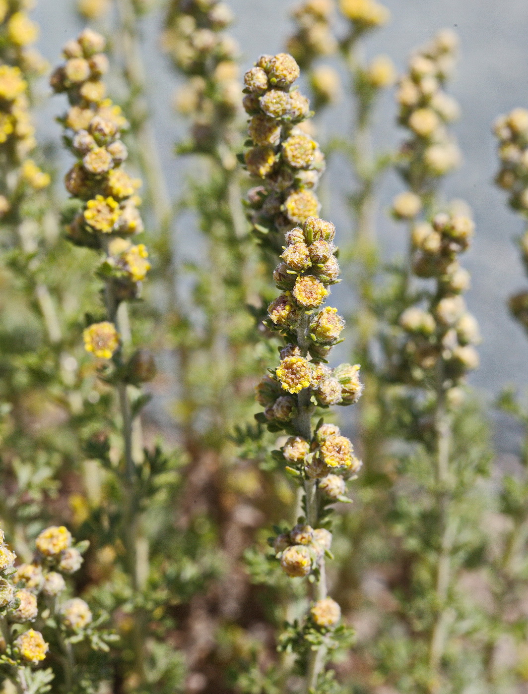 Image of Artemisia viridis specimen.