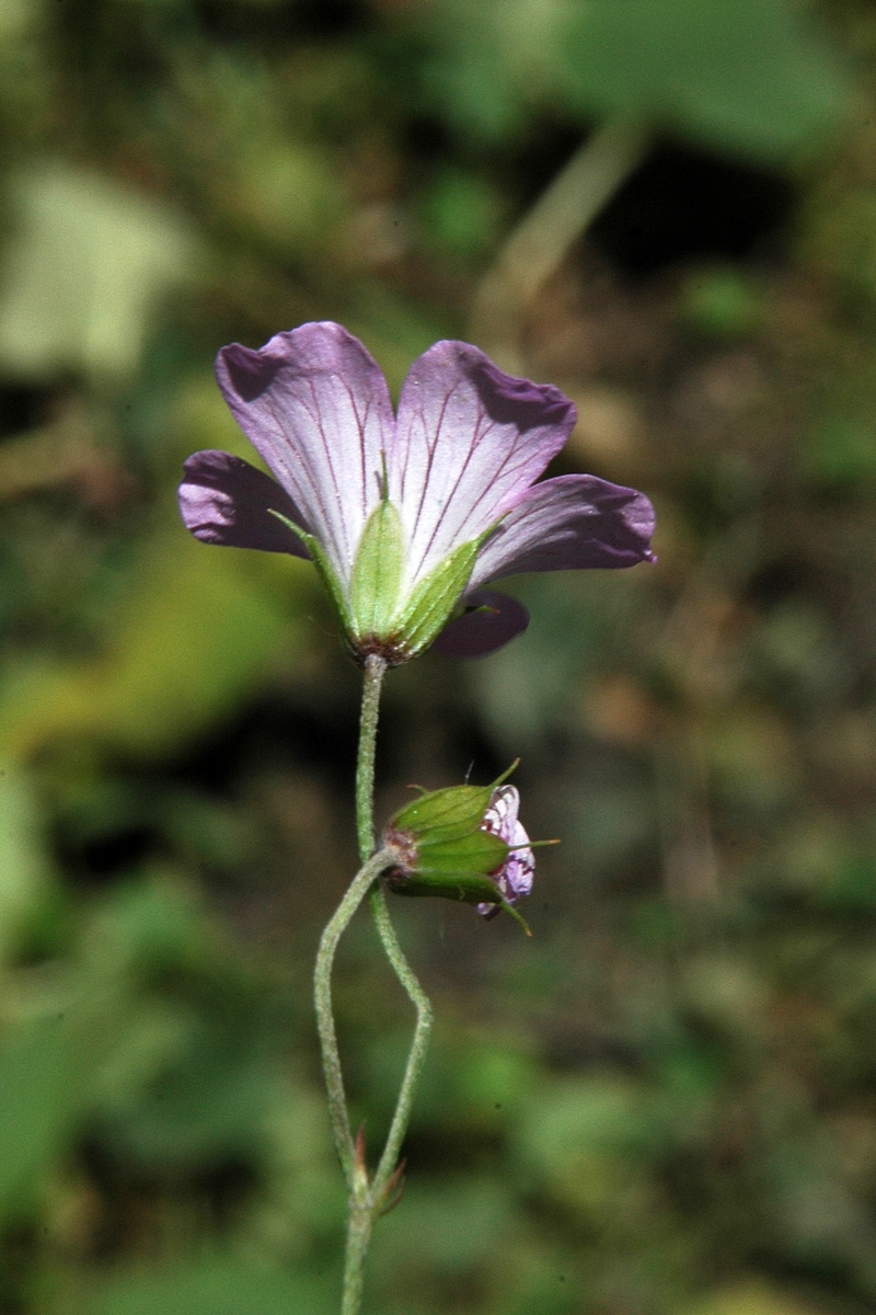 Изображение особи Geranium rectum.