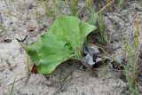 Petasites spurius