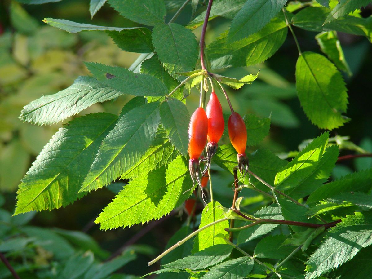 Image of genus Rosa specimen.