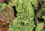 род Cladonia