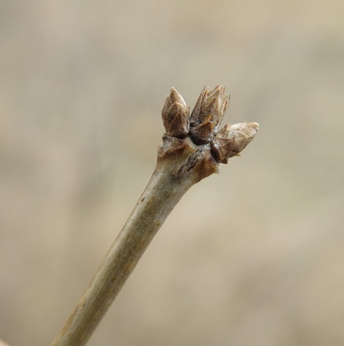 Image of Lonicera tatarica specimen.