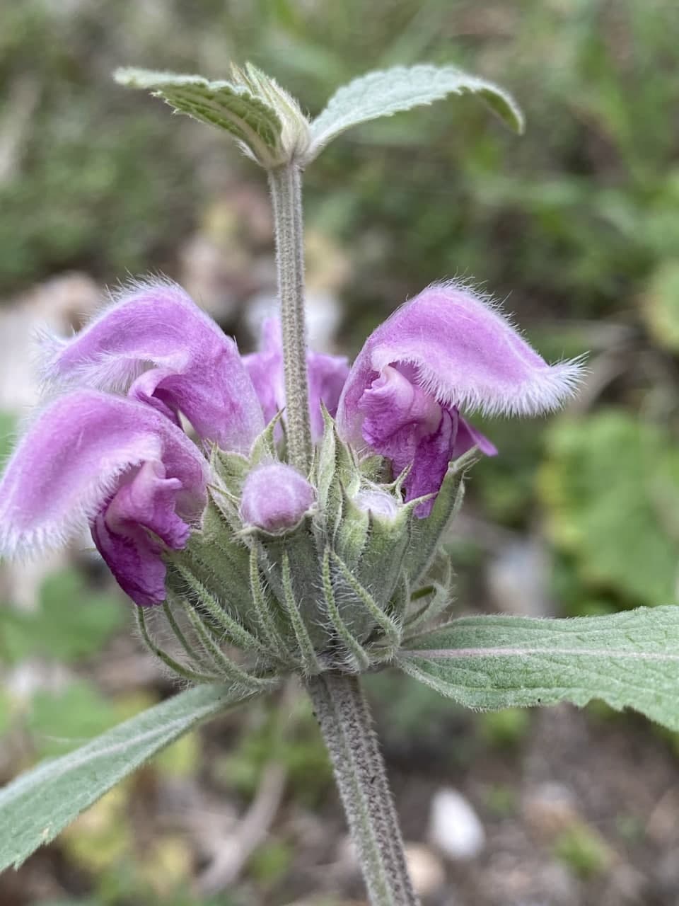 Image of Phlomoides canescens specimen.