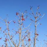 Viburnum opulus