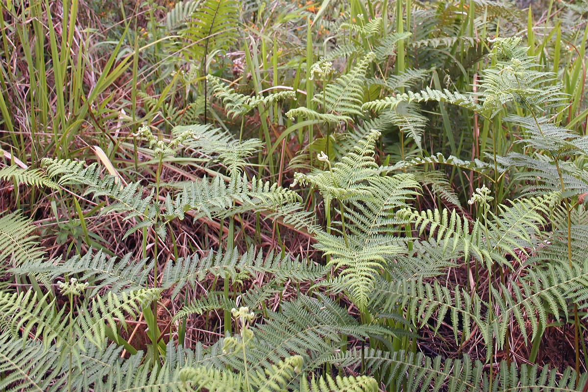 Image of Pteridium revolutum specimen.