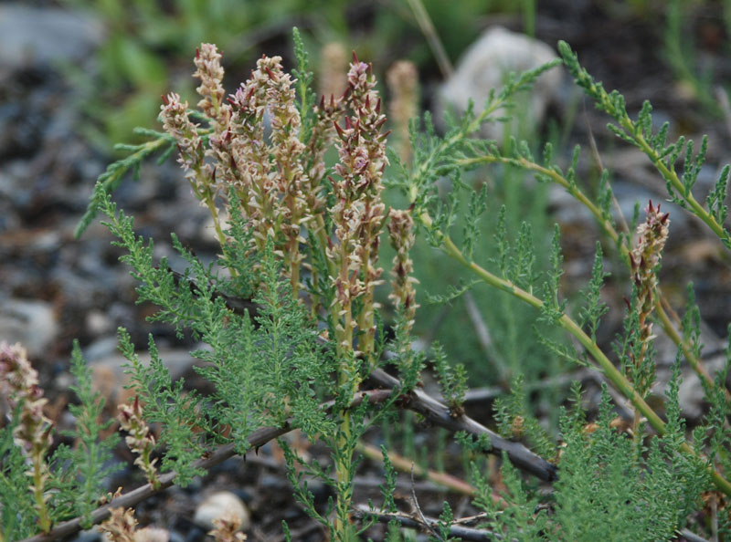 Image of Myricaria squamosa specimen.