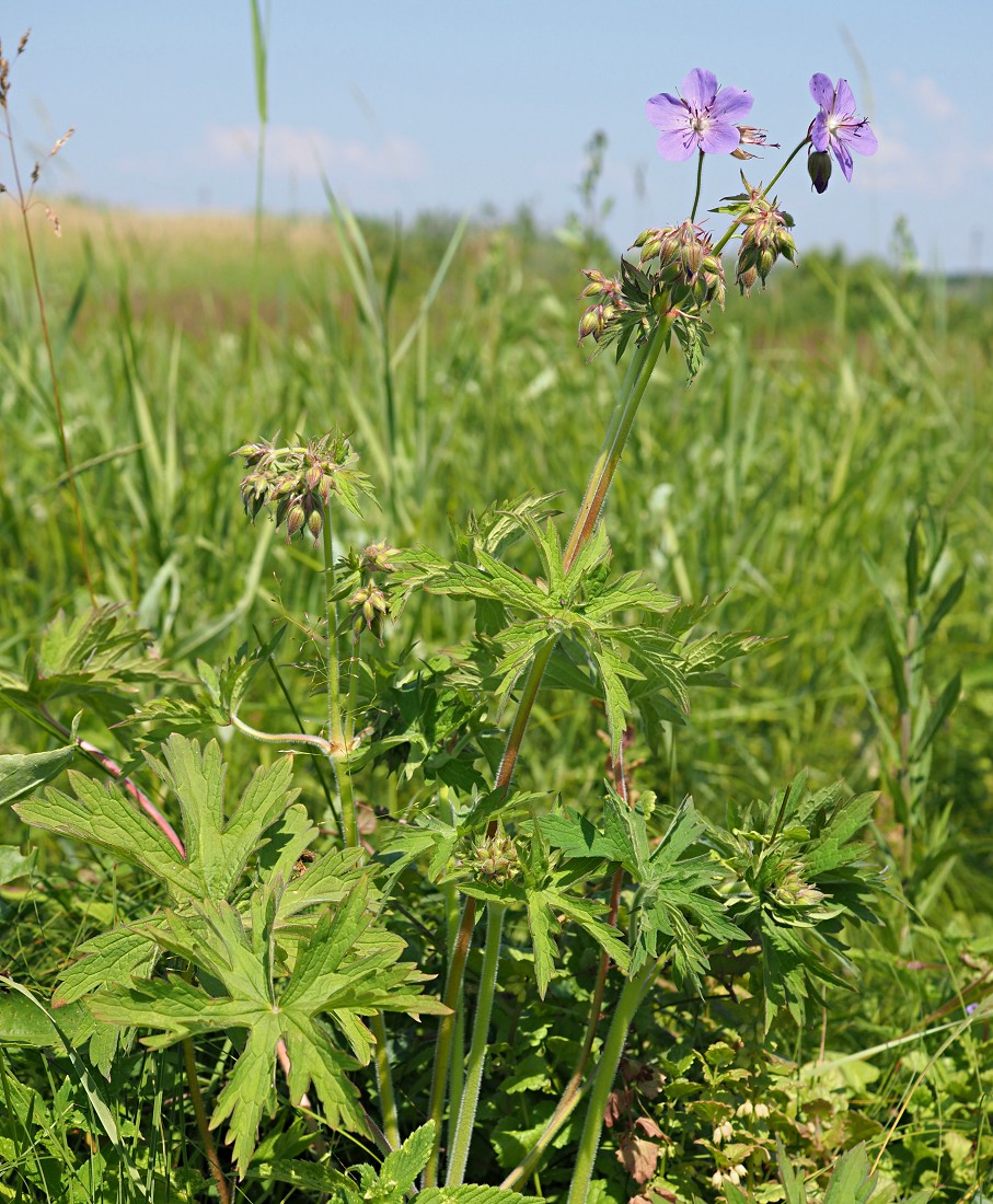 Image of Geranium pratense specimen.