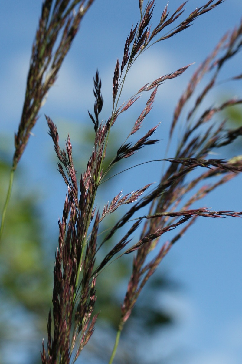 Image of Calamagrostis canescens specimen.