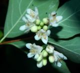 Symphoricarpos albus. Соцветие с цветкми, бутонами и фуражирующим муравьём. Крым, городской округ Ялта, пгт Гурзуф, санаторий \"Гурзуфский\", парк. Июль 2022 г.