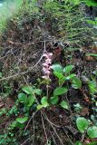 Смотреть изображение Pyrola incarnata