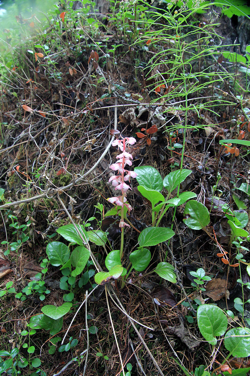 Изображение особи Pyrola incarnata.