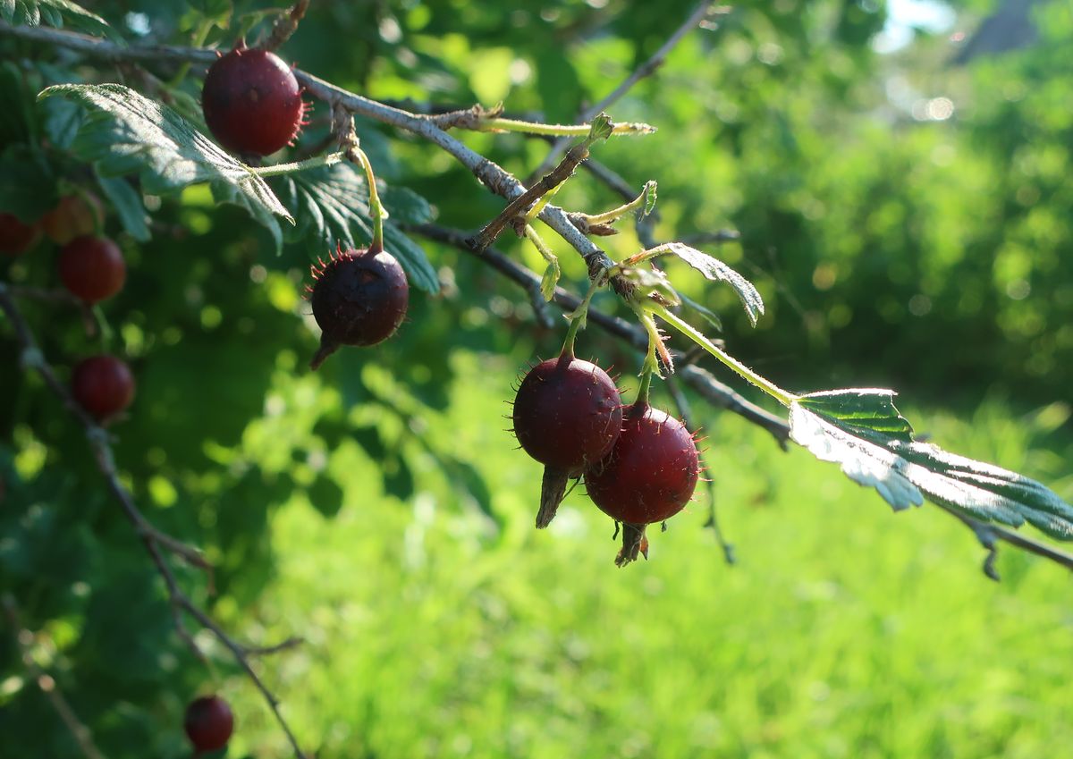 Изображение особи Grossularia uva-crispa.