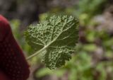 Смотреть изображение Scrophularia chrysantha