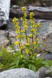 Solidago virgaurea subspecies lapponica