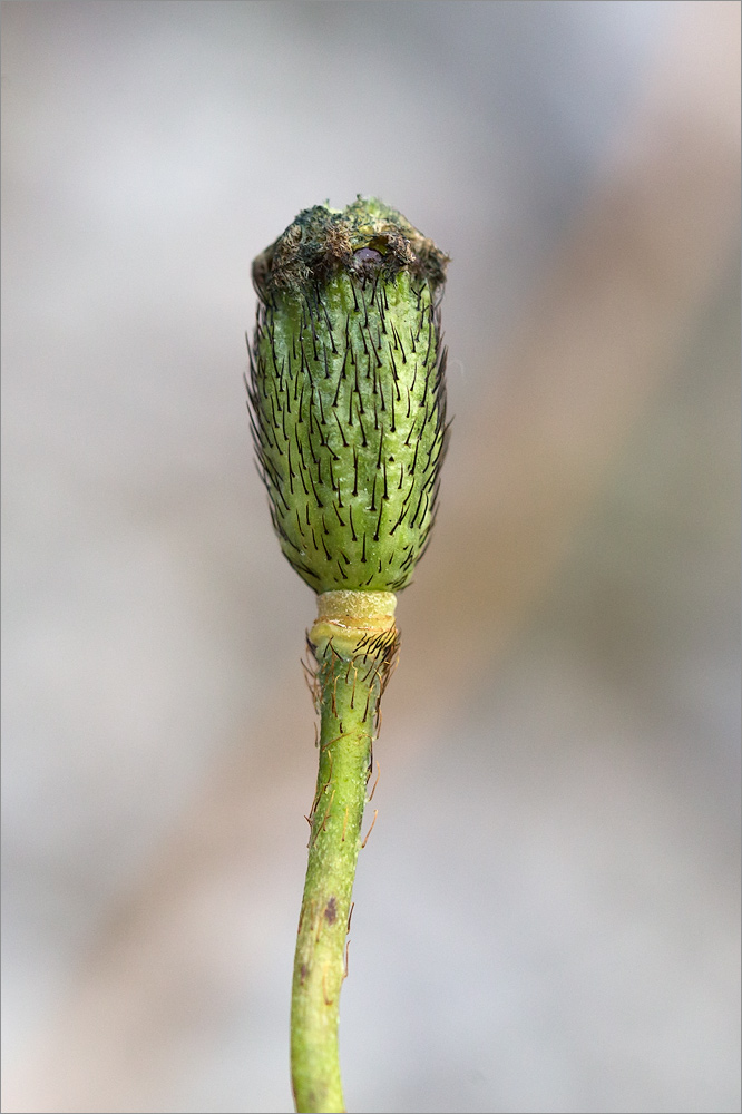 Image of Papaver dahlianum specimen.