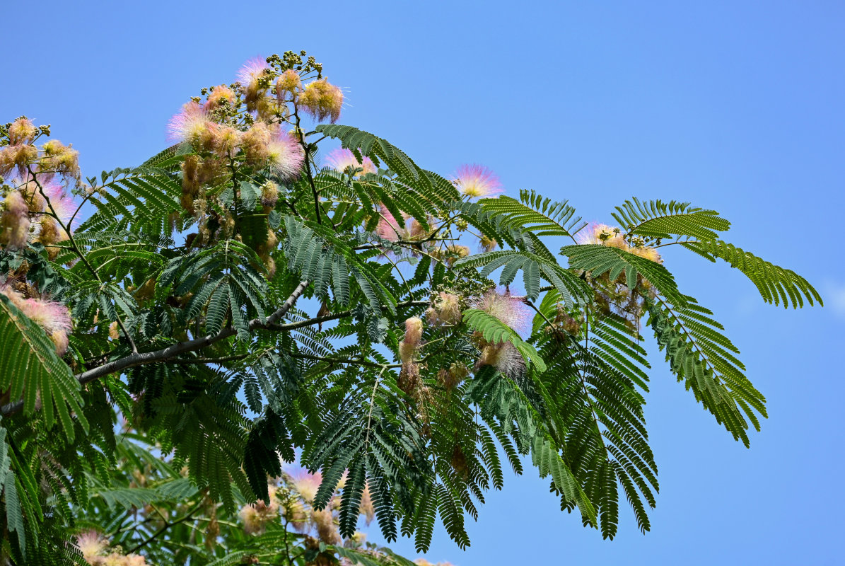 Image of Albizia julibrissin specimen.