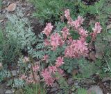 Смотреть изображение Hedysarum splendens