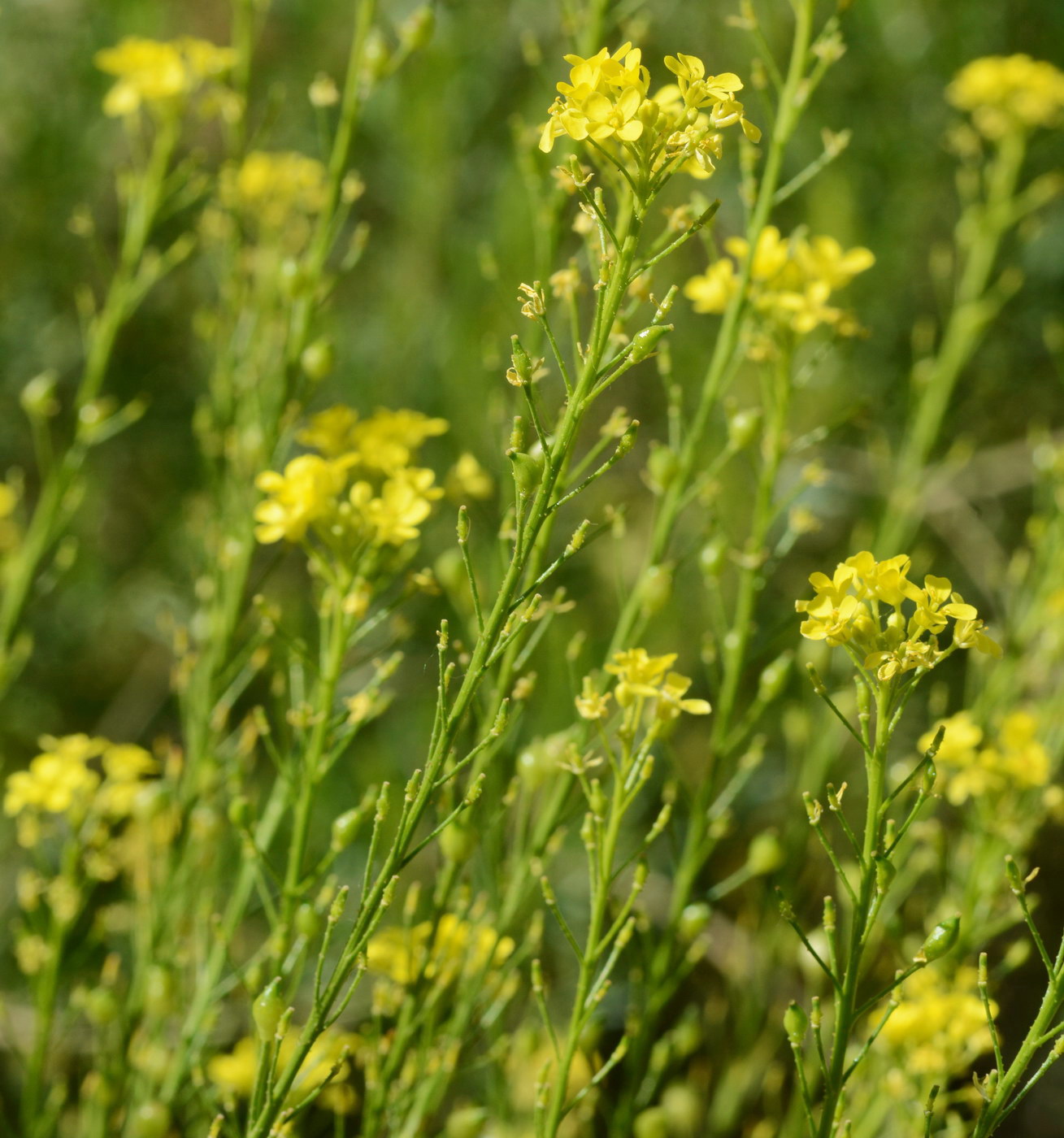 Image of Bunias orientalis specimen.