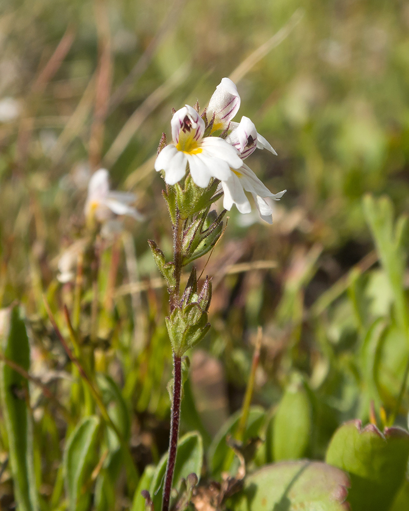 Изображение особи Euphrasia petiolaris.