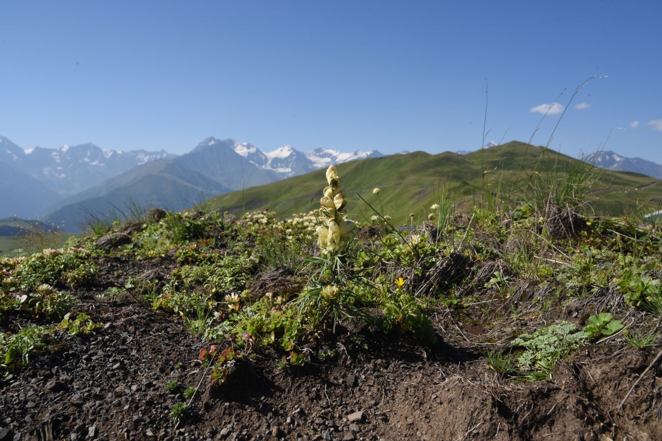 Image of Aconitum confertiflorum specimen.