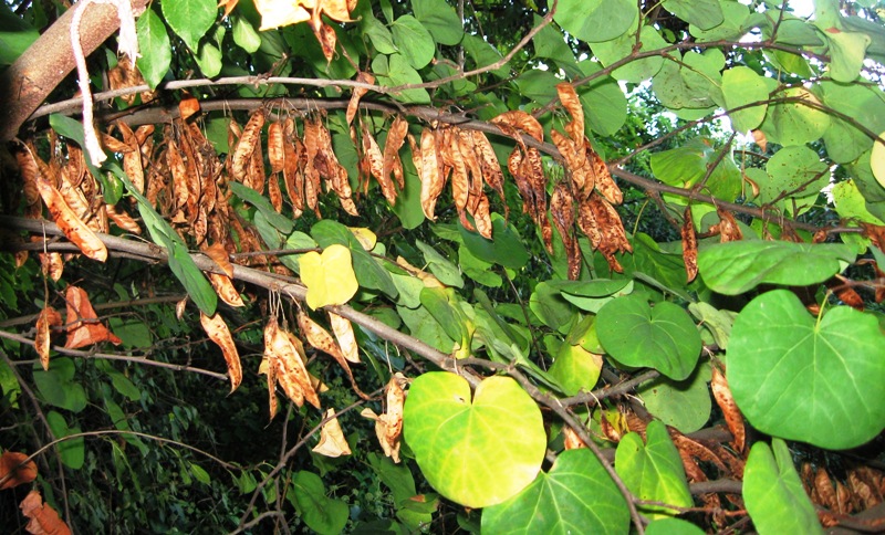 Image of Cercis griffithii specimen.