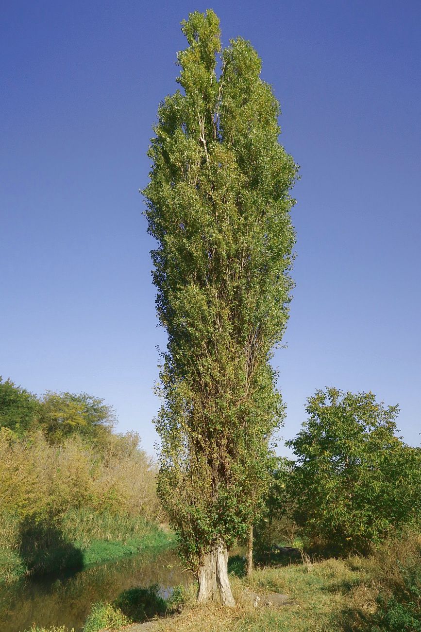 Image of Populus italica specimen.