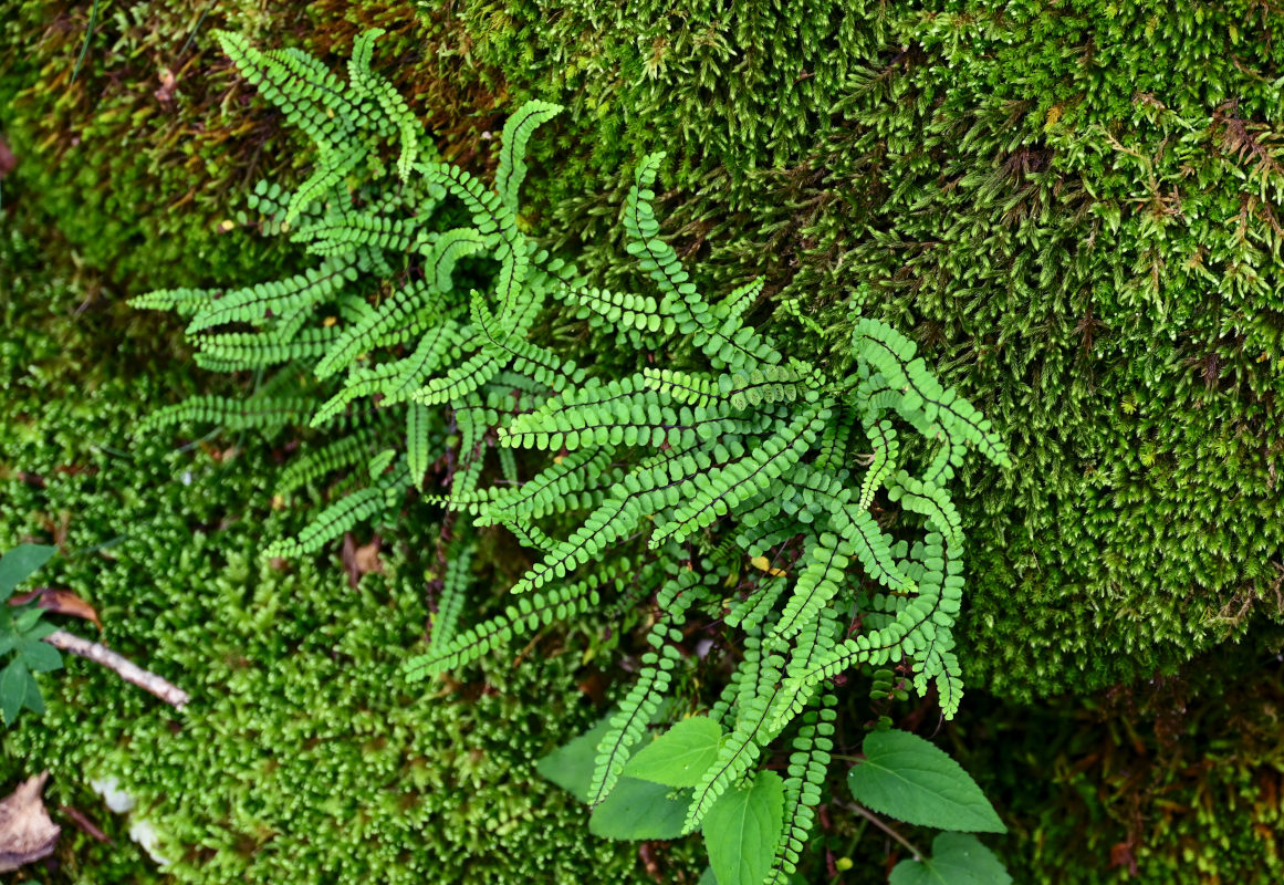 Image of Asplenium trichomanes specimen.