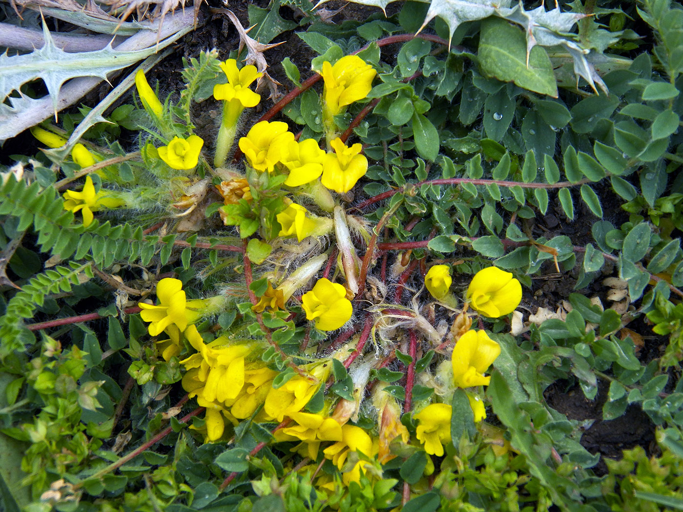 Image of genus Astragalus specimen.