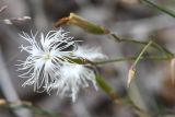 Dianthus tianschanicus. Цветок и бутон. Казахстан, Алматинская обл., Заилийский Алатау, ущелье р. Тургень, ≈2100 м н.у.м., мелкозёмистая осыпь у основания скал. 8 июля 2022 г.