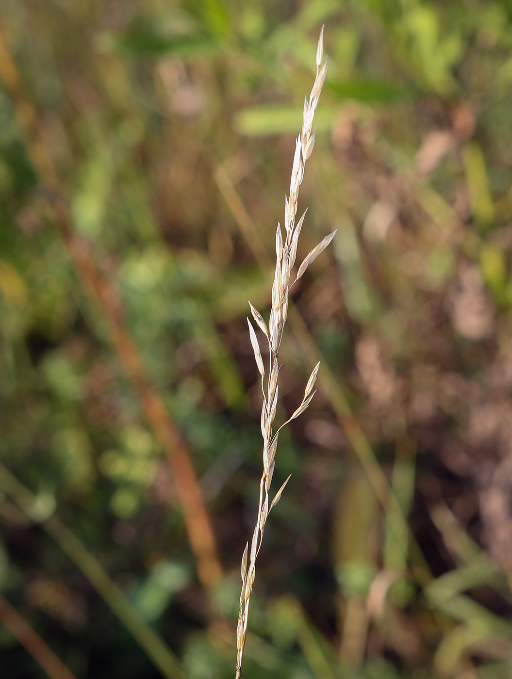 Изображение особи семейство Poaceae.