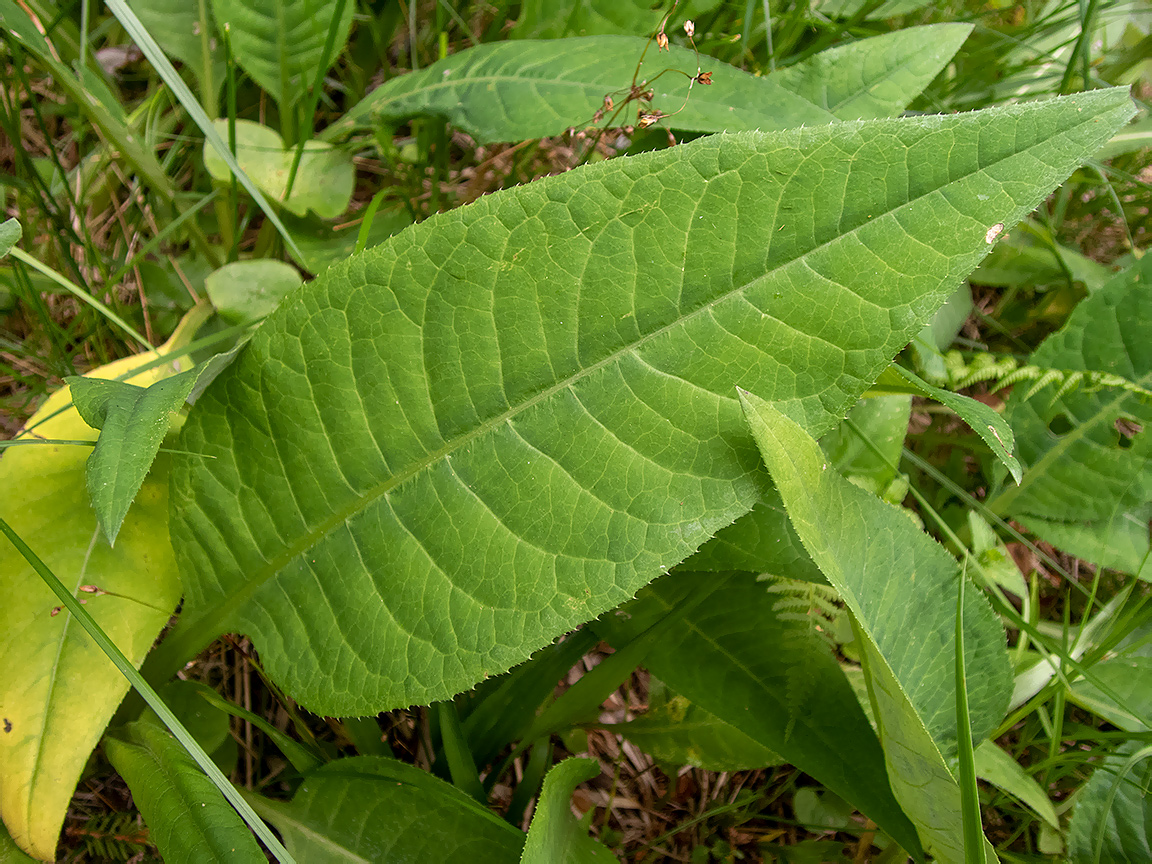 Изображение особи Cirsium heterophyllum.