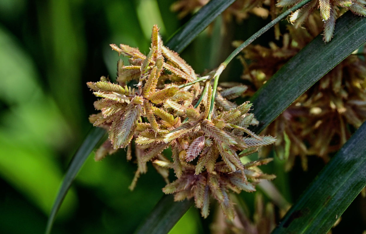 Image of Cyperus involucratus specimen.