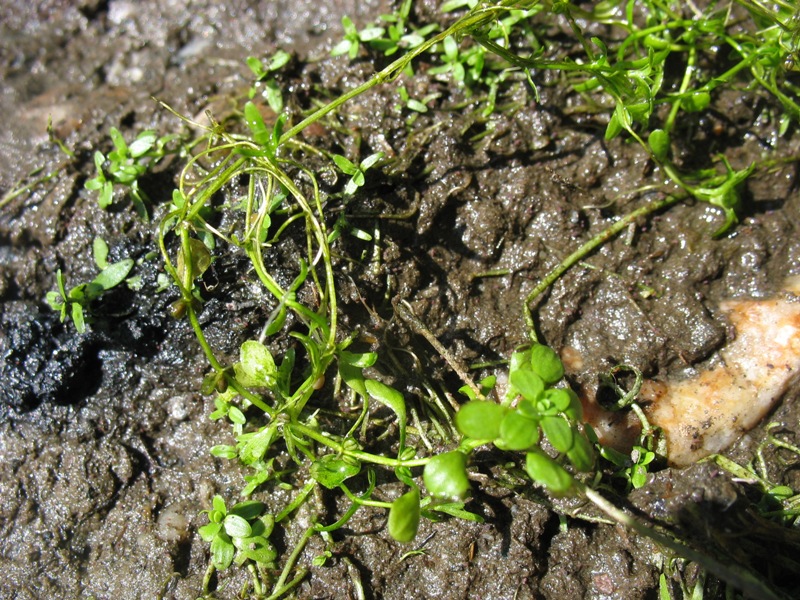 Image of Callitriche palustris specimen.