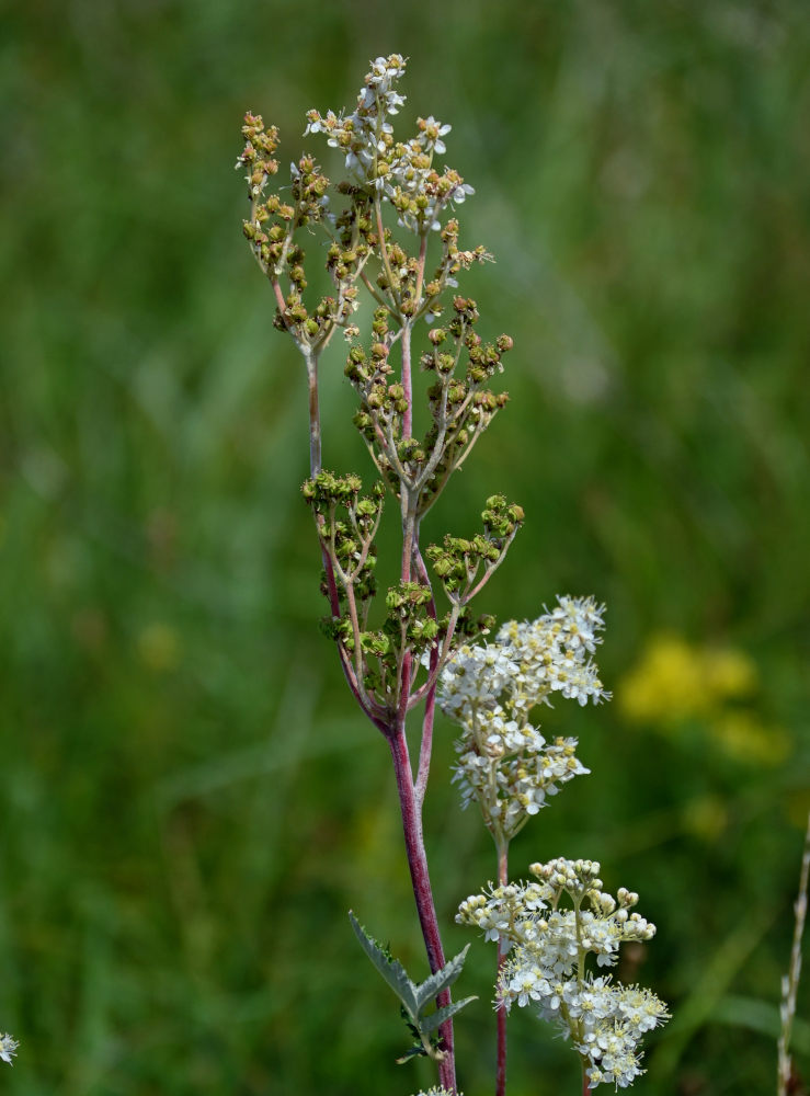 Изображение особи Filipendula ulmaria.