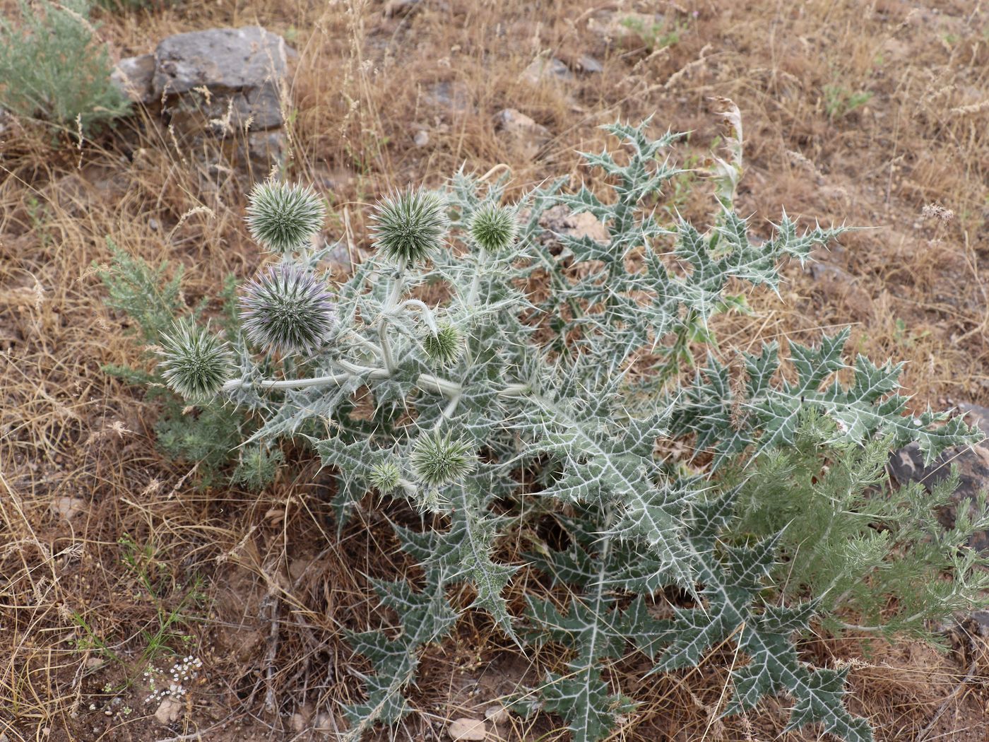 Изображение особи Echinops leucographus.