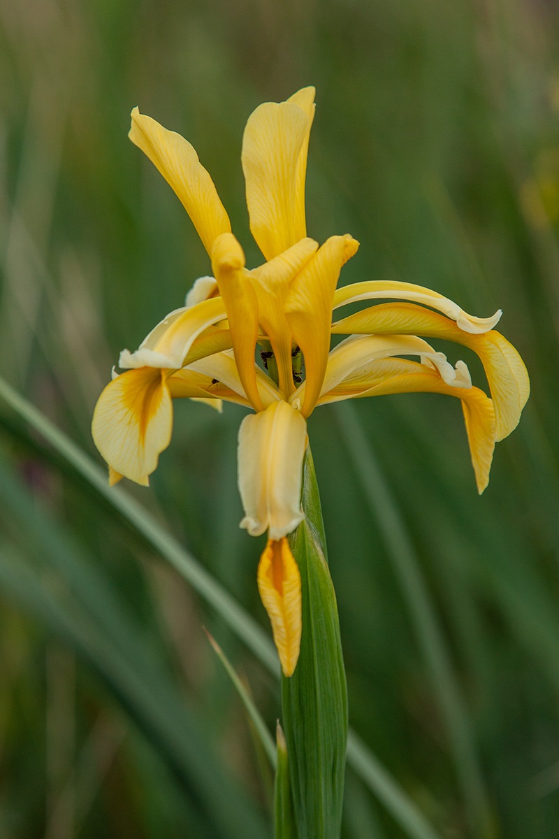 Изображение особи Iris halophila.