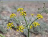 Ferula syreitschikowii. Соцветие с кормящимися жуками. Казахстан, Жетысуская обл., нац. парк \"Алтын-Эмель\", кордон Шыган, щебнистая пустыня. 3 мая 2024 г.