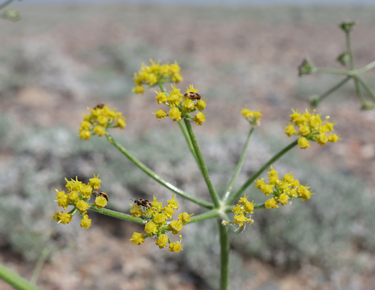 Изображение особи Ferula syreitschikowii.