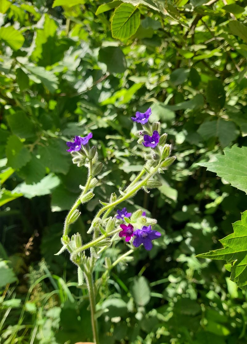 Изображение особи Anchusa officinalis.