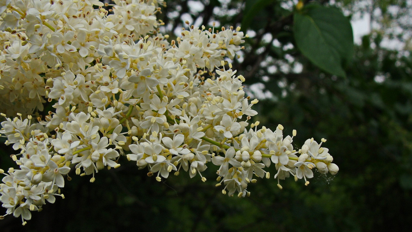 Image of Syringa amurensis specimen.